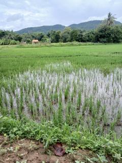 ขายที่ดิน(ต.หนองควาย อ.หางดง จ.เชียงใหม่) พื้นที่ 2-2-98 ตรว ขาย7,960,500 ล้านบาท (ตรวละ7,250บาท)-202508281420421756365642938.jpg