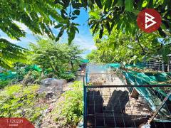 ขายที่ดิน เนื้อที่ 50 ตร.วา ลำลูกกา คลองสาม ปทุมธานี-202508281426581756366018161.jpg