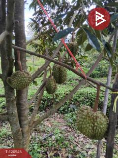 ขายที่ดินสวนทุเรียน พร้อมบ้าน 2 หลัง โป่งน้ำร้อน จันทบุรี-202508291719421756462782276.jpg