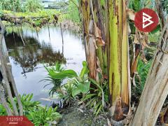 ขายที่ดิน เนื้อที่ 50 ตารางวา มอเตอร์เวย์ 11 ลาดกระบัง กรุงเทพฯ-202508301545291756543529194.jpg