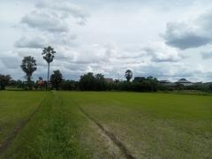 ขายที่ดินเปล่า ชุมชนตลาด  เขาย้อย เพชรบุรี (เหมาะกับลงทุน+เกษตร)-202508312247011756655221712.jpg