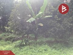 ขายที่ดิน พร้อมต้นทุเรียน เนื้อที่ 3 ไร่ 5 ตารางวา ลับแล อุตรดิตถ์-202509011135331756701333336.jpg