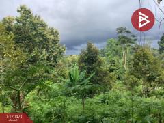 ขายที่ดิน พร้อมต้นทุเรียน เนื้อที่ 3 ไร่ 5 ตารางวา ลับแล อุตรดิตถ์-202509011135351756701335029.jpg