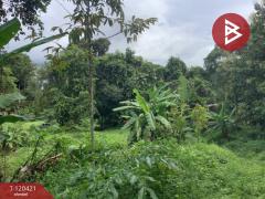 ขายที่ดิน พร้อมต้นทุเรียน เนื้อที่ 3 ไร่ 5 ตารางวา ลับแล อุตรดิตถ์-202509011135361756701336604.jpg