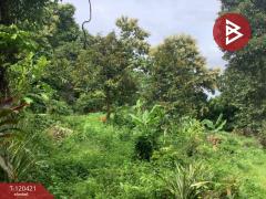 ขายที่ดิน พร้อมต้นทุเรียน เนื้อที่ 3 ไร่ 5 ตารางวา ลับแล อุตรดิตถ์-202509011135381756701338582.jpg