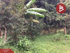 ขายที่ดิน พร้อมต้นทุเรียน เนื้อที่ 3 ไร่ 5 ตารางวา ลับแล อุตรดิตถ์-202509011135391756701339130.jpg