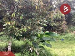 ขายที่ดิน พร้อมต้นทุเรียน เนื้อที่ 3 ไร่ 5 ตารางวา ลับแล อุตรดิตถ์-202509011135391756701339708.jpg