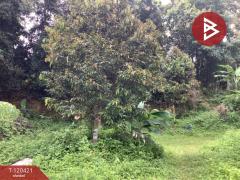 ขายที่ดิน พร้อมต้นทุเรียน เนื้อที่ 3 ไร่ 5 ตารางวา ลับแล อุตรดิตถ์-202509011135401756701340264.jpg