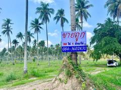 ขายด่วน ที่ดินติดถนนเพชรเกษม ทับสะแก -202509011904431756728283934.jpg