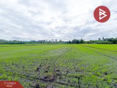 ขายที่ดินทำนา เนื้อที่ 5 ไร่ 3 งาน 92 ตารางวา หนองโอ่ง อู่ทอง สุพรรณบุรี-202509031223561756877036129.jpg