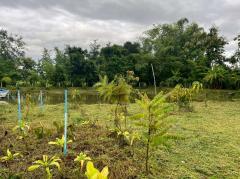 ขายที่ดิน พร้อมธุรกิจฟาร์มปลา (ปลาพลวงชมพูและปลาเวียน มีที่เดียวในโลก) และสิ่งปลูกสร้าง ตำบลหนองหนาม เมืองลำพูน (เจ้าของขายเอง)-202509031404141756883054588.jpg