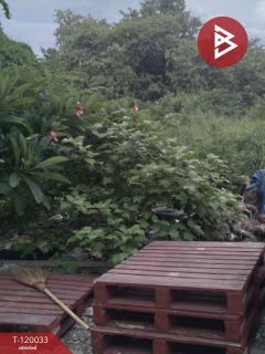 ขายที่ดิน เนื้อที่ 3 งาน 95 ตร.วา หนองแขม กรุงเทพมหานคร-202509031658501756893530734.jpg