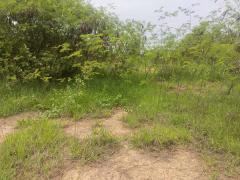 ขายที่ดินถมแล้ว   2 ไร่  2 งาน        หน้าม.จิรโชติ  ถนนเลี่ยงเมือง ต.ท่าทอง อ.เมือง จ.พิษณุโลก-202509041133211756960401448.jpg