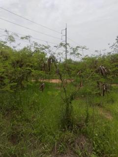 ขายที่ดินถมแล้ว   2 ไร่  2 งาน        หน้าม.จิรโชติ  ถนนเลี่ยงเมือง ต.ท่าทอง อ.เมือง จ.พิษณุโลก-202509041133241756960404732.jpg