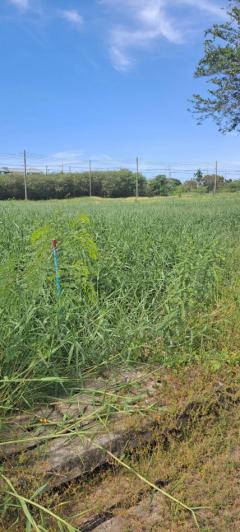 ขายต่ำกว่าราคาประเมิน !! ที่ดิน 62.6 ตรว สารินซิตี้ พระราม 2 บ้านเมฆา แปลงสี่เหลี่ยม เหมาะสร้างบ้าน-202509041317361756966656798.jpg