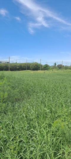 ขายต่ำกว่าราคาประเมิน !! ที่ดิน 62.6 ตรว สารินซิตี้ พระราม 2 บ้านเมฆา แปลงสี่เหลี่ยม เหมาะสร้างบ้าน-202509041317371756966657307.jpg