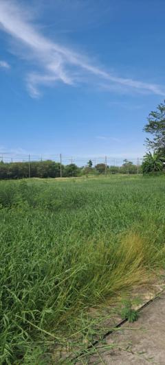 ขายต่ำกว่าราคาประเมิน !! ที่ดิน 62.6 ตรว สารินซิตี้ พระราม 2 บ้านเมฆา แปลงสี่เหลี่ยม เหมาะสร้างบ้าน-202509041317391756966659366.jpg