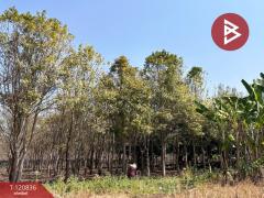 ขายที่ดิน เนื้อที่ 10 ไร่ 2 งาน 86 ตร.วา ศรีบัวบาน ลำพูน-202509041513061756973586456.jpg