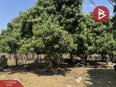 ขายที่ดิน เนื้อที่ 10 ไร่ 2 งาน 86 ตร.วา ศรีบัวบาน ลำพูน-202509041513091756973589152.jpg