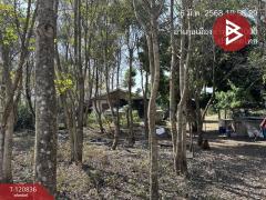 ขายที่ดิน เนื้อที่ 10 ไร่ 2 งาน 86 ตร.วา ศรีบัวบาน ลำพูน-202509041513091756973589687.jpg