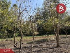 ขายที่ดิน เนื้อที่ 10 ไร่ 2 งาน 86 ตร.วา ศรีบัวบาน ลำพูน-202509041513111756973591139.jpg