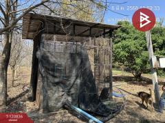 ขายที่ดิน เนื้อที่ 10 ไร่ 2 งาน 86 ตร.วา ศรีบัวบาน ลำพูน-202509041513121756973592435.jpg