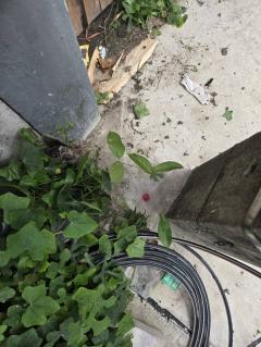 ขายบ้านเดี่ยว เนื้อที่ 73 ตร.วา พานทอง ชลบุรี-202509041533181756974798615.jpg