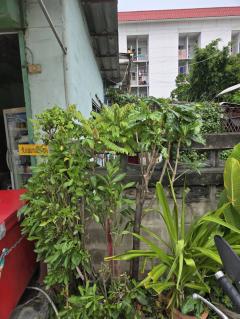 ขายบ้านเดี่ยว เนื้อที่ 73 ตร.วา พานทอง ชลบุรี-202509041533211756974801506.jpg