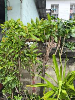 ขายที่ดิน 32.5 ตรว. ซอยงามวงศ์วาน 25 ติดถนน ทำเลดี ขายถูก-202509041533231756974803775.jpg