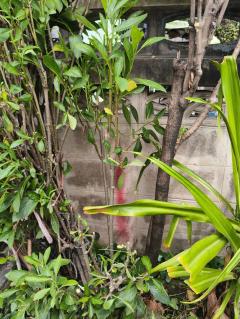 ขายที่ดิน 32.5 ตรว. ซอยงามวงศ์วาน 25 ติดถนน ทำเลดี ขายถูก-202509041533241756974804345.jpg