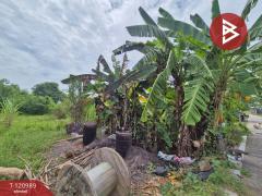 ขายที่ดินเปล่า เนื้อที่ 50 ตารางวา มาบโป่ง พานทอง ชลบุรี-202509041645241756979124139.jpg