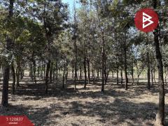 ขายที่ดินแปลงสวย เนื้อที่ 9 ไร่ 2 งาน 45.5 ตร.วา ศรีบัวบาน ลำพูน-202509051138231757047103037.jpg