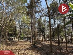 ขายที่ดินแปลงสวย เนื้อที่ 9 ไร่ 2 งาน 45.5 ตร.วา ศรีบัวบาน ลำพูน-202509051138231757047103616.jpg