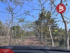 ขายที่ดินแปลงสวย เนื้อที่ 9 ไร่ 2 งาน 45.5 ตร.วา ศรีบัวบาน ลำพูน-202509051138241757047104163.jpg