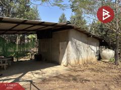 ขายที่ดินแปลงสวย เนื้อที่ 9 ไร่ 2 งาน 45.5 ตร.วา ศรีบัวบาน ลำพูน-202509051138241757047104856.jpg