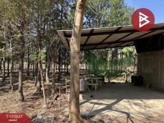 ขายที่ดินแปลงสวย เนื้อที่ 9 ไร่ 2 งาน 45.5 ตร.วา ศรีบัวบาน ลำพูน-202509051138251757047105393.jpg