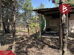 ขายที่ดินแปลงสวย เนื้อที่ 9 ไร่ 2 งาน 45.5 ตร.วา ศรีบัวบาน ลำพูน-202509051138251757047105927.jpg