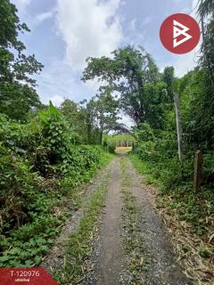 ขายที่ดินพร้อมสวน เนื้อที่ 10 ไร่ 1 งาน 9.8 ตร.วา นาบอน นครศรีธรรมราช-202509051504091757059449798.jpg