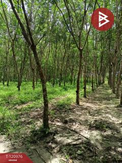ขายที่ดินพร้อมสวน เนื้อที่ 10 ไร่ 1 งาน 9.8 ตร.วา นาบอน นครศรีธรรมราช-202509051504121757059452021.jpg