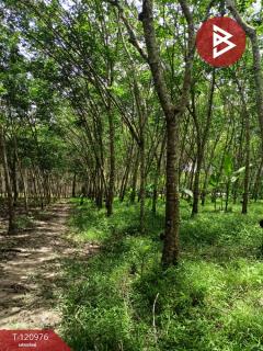 ขายที่ดินพร้อมสวน เนื้อที่ 10 ไร่ 1 งาน 9.8 ตร.วา นาบอน นครศรีธรรมราช-202509051504121757059452557.jpg