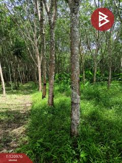 ขายที่ดินพร้อมสวน เนื้อที่ 10 ไร่ 1 งาน 9.8 ตร.วา นาบอน นครศรีธรรมราช-202509051504131757059453083.jpg
