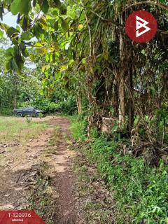 ขายที่ดินพร้อมสวน เนื้อที่ 10 ไร่ 1 งาน 9.8 ตร.วา นาบอน นครศรีธรรมราช-202509051504131757059453611.jpg