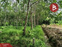 ขายที่ดินพร้อมสวน เนื้อที่ 10 ไร่ 1 งาน 9.8 ตร.วา นาบอน นครศรีธรรมราช-202509051504151757059455211.jpg