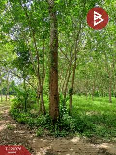 ขายที่ดินพร้อมสวน เนื้อที่ 10 ไร่ 1 งาน 9.8 ตร.วา นาบอน นครศรีธรรมราช-202509051504151757059455754.jpg
