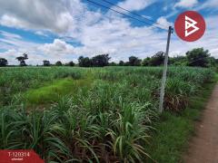 ขายที่ดิน เนื้อที่ 3 ไร่ 67 ตร.วา หนองเรือ ขอนแก่น-202509071201561757221316647.jpg