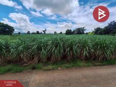 ขายที่ดิน เนื้อที่ 3 ไร่ 67 ตร.วา หนองเรือ ขอนแก่น-202509071201581757221318781.jpg