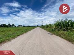 ขายที่ดิน เนื้อที่ 3 ไร่ 67 ตร.วา หนองเรือ ขอนแก่น-202509071201591757221319850.jpg