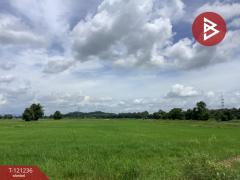 ขายที่ดิน เนื้อที่ 1318 ตารางวา ทำเลดี ติดครองน้ำเขื่อนผาจุก