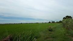 ขายที่ดิน เแปลงใหญ่สวย ติดถนนสาย 347 ปทุมธานี-บางปะหัน ต.บางประแดง อ.บางประอิน อยุธยา กม. 29-30 โทร 095-8299247-202509081442011757317321411.jpg