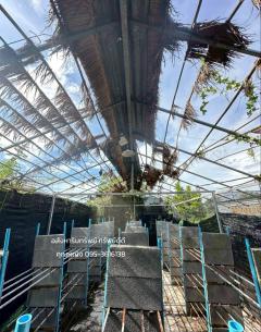 ขายที่ดิน เนื้อที่ 300 ตารางวา คลอง 14 ตำบลหนองเสือ ปทุมธานี#LB268 – 001095-202509081458591757318339817.jpg